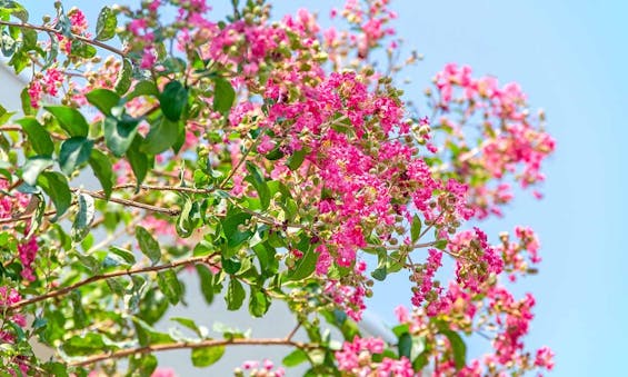 延命寺 永代供養墓
