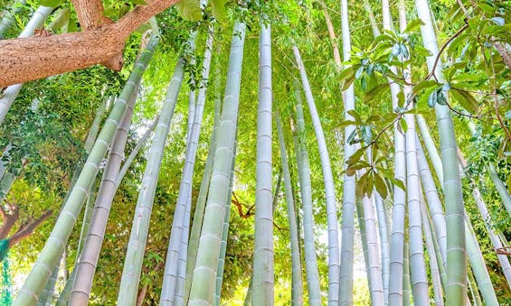 延命寺 永代供養墓