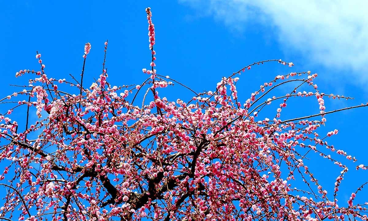 浄興寺 しじゅうから霊園
