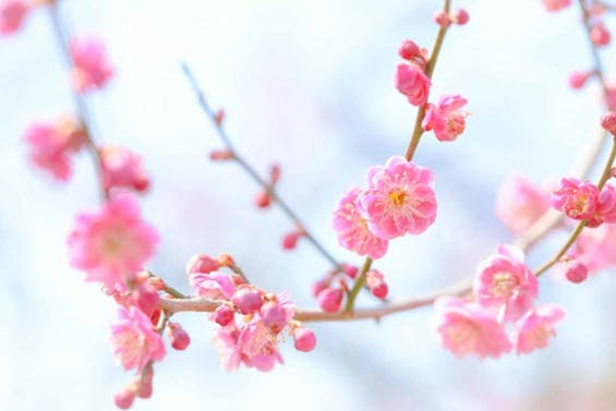 江戸川永代供養・樹木葬霊園 宝林寺