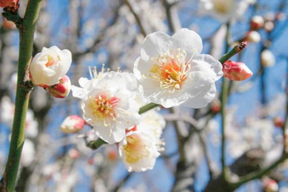 江戸川永代供養・樹木葬霊園 宝林寺