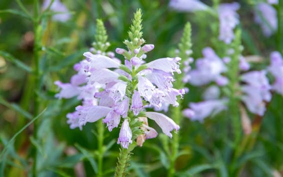 東勝寺 永代供養墓・樹木葬