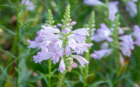 東勝寺 永代供養墓・樹木葬