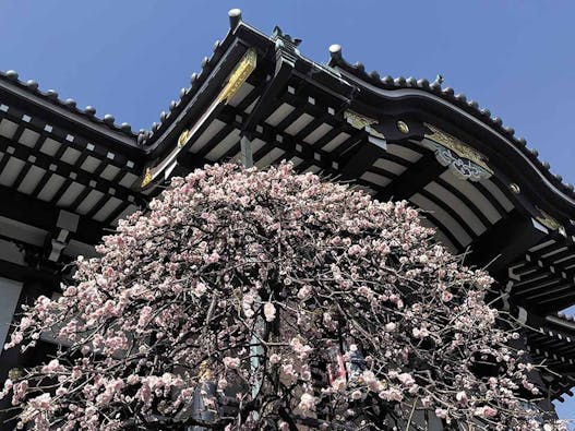 感應寺 永代供養墓・樹木葬