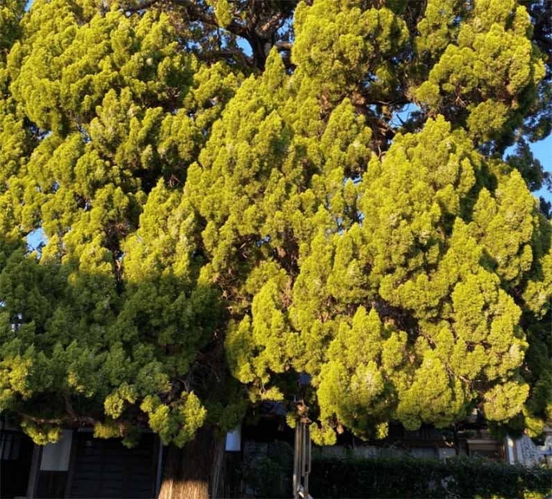 リーフログ西尾樹木葬墓苑