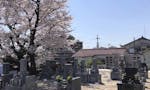 吉祥寺 墓地 桜墓苑
