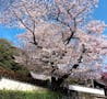 吉祥寺 墓地 境内の桜