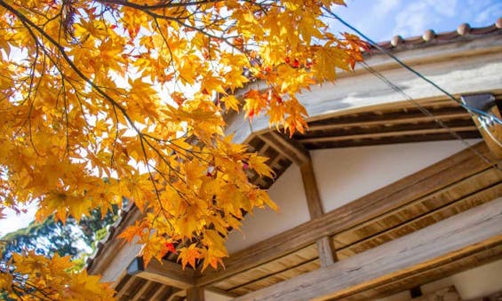 上行寺 永代供養墓・樹木葬