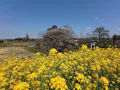 圓福寺墓苑　樹木葬