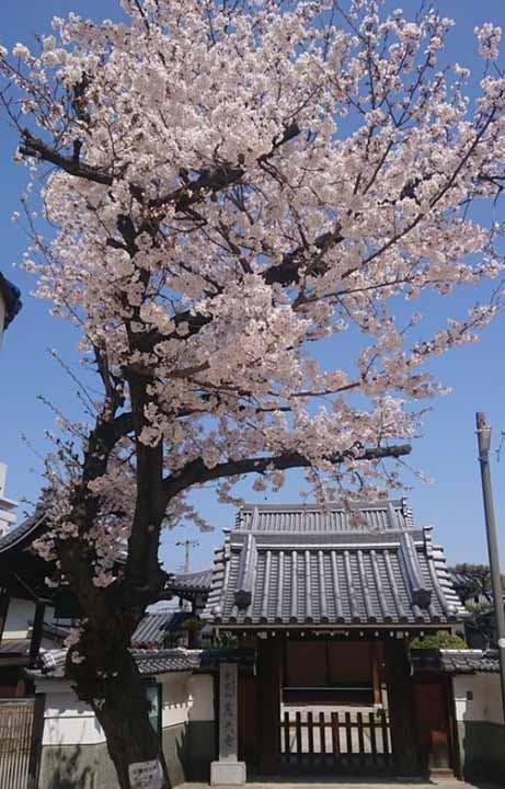 慈光寺御廟 山門前の桜