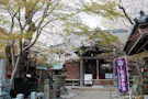 小石川　鎮守の杜 境内