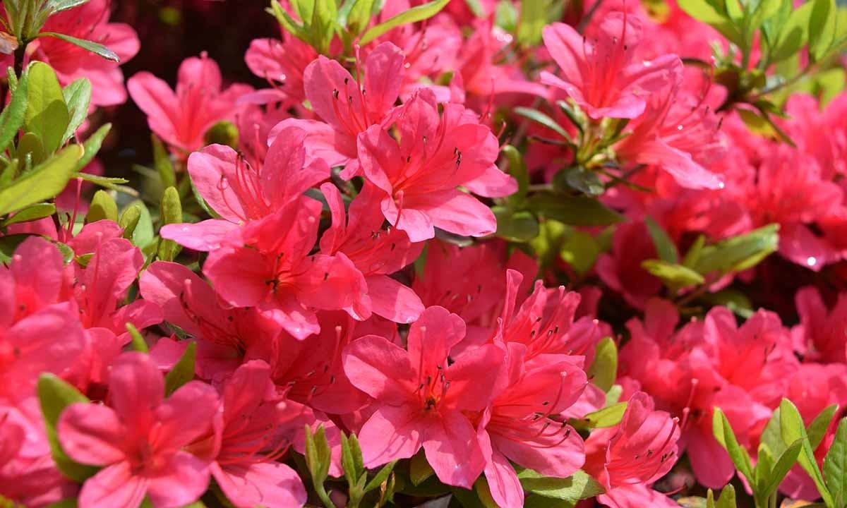 豊橋霊園 源立寺 さつきつつじ