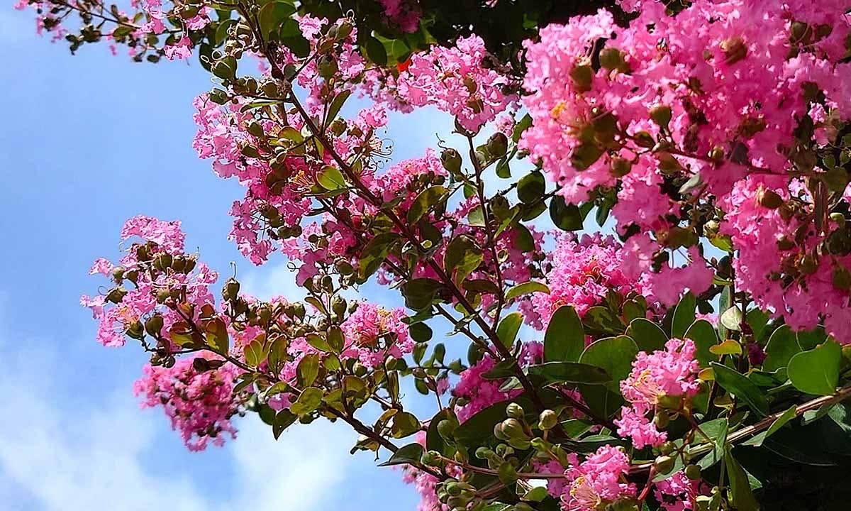 豊橋霊園 源立寺 サルスベリ