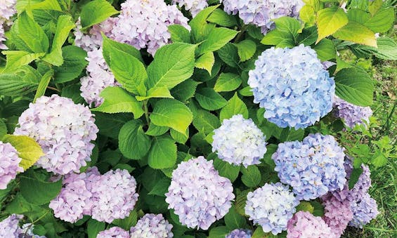 豊橋霊園 源立寺