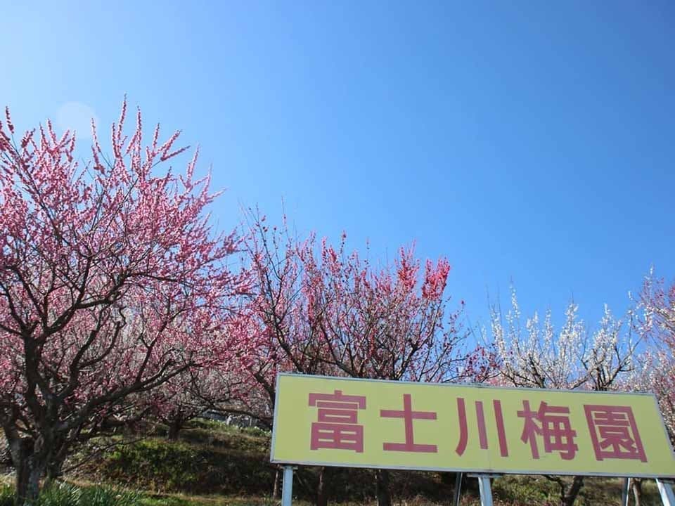 富士庭苑 境内の梅林は観光名所にもなっています