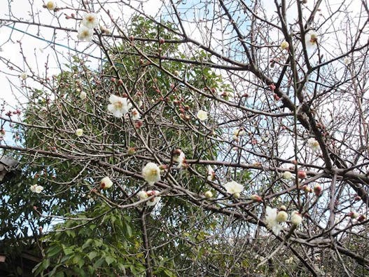 興聖寺 樹木葬霊園