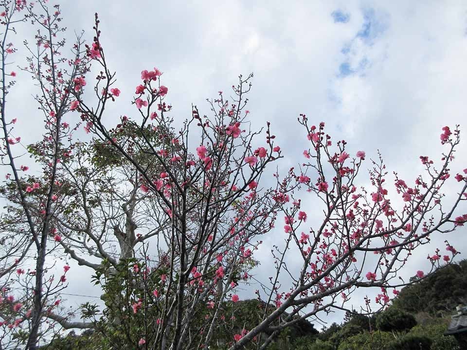 興聖寺 樹木葬霊園
