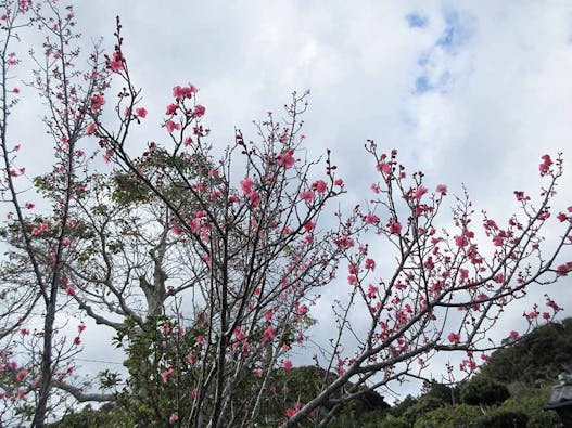 興聖寺 樹木葬霊園