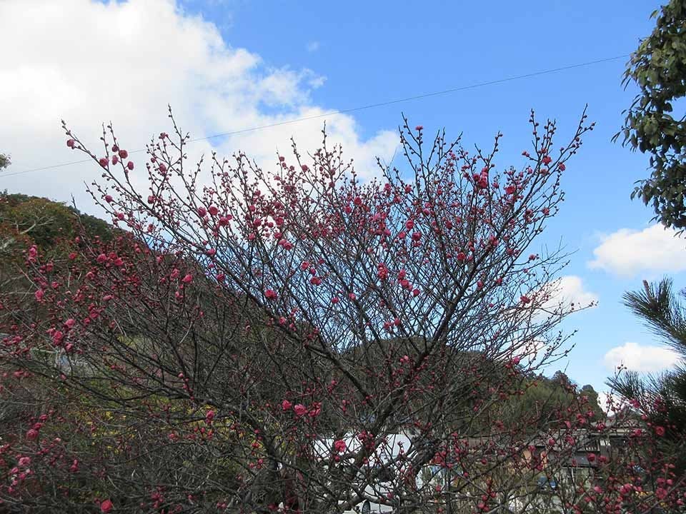 興聖寺 樹木葬霊園