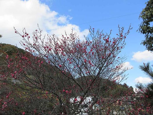 興聖寺 樹木葬霊園