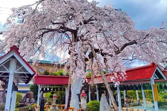 仙台新寺 洞林寺