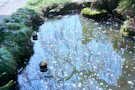 白石樹木葬