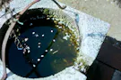 白石樹木葬