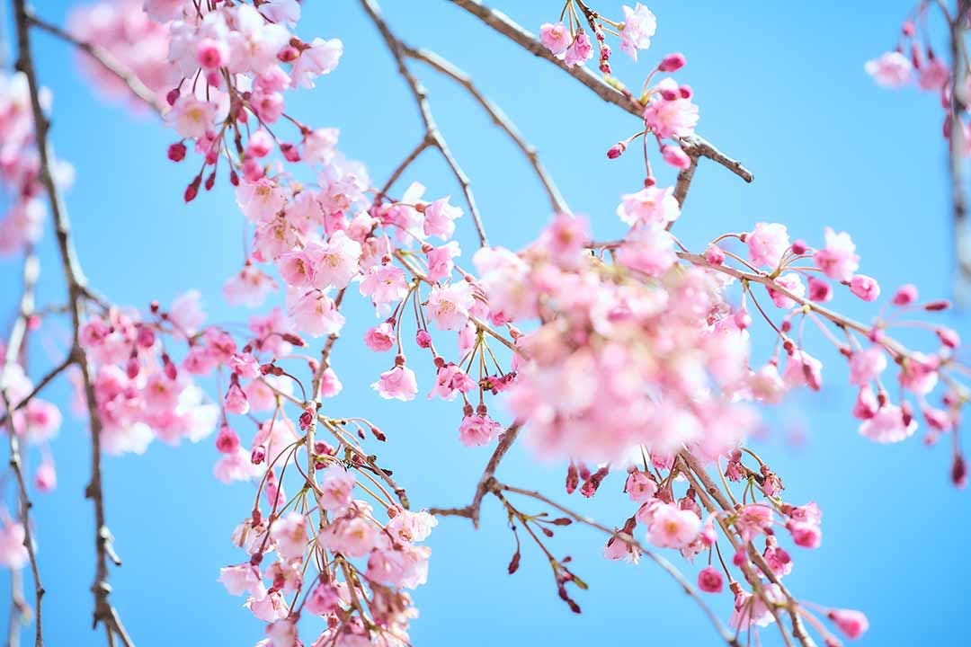 白石樹木葬