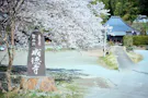 白石樹木葬