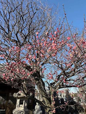 宝性寺 アーバン熊谷籠原樹木葬墓地