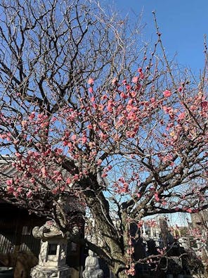 宝性寺　アーバン熊谷籠原樹木葬墓地