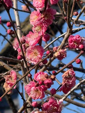 宝性寺 アーバン熊谷籠原樹木葬墓地