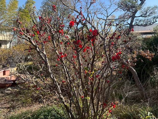 宝性寺　アーバン熊谷籠原樹木葬墓地