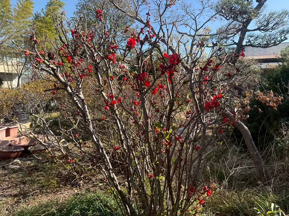 宝性寺　アーバン熊谷籠原樹木葬墓地
