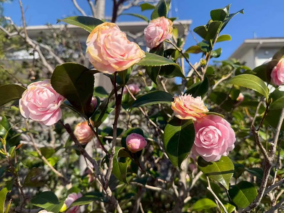 宝性寺　アーバン熊谷籠原樹木葬墓地