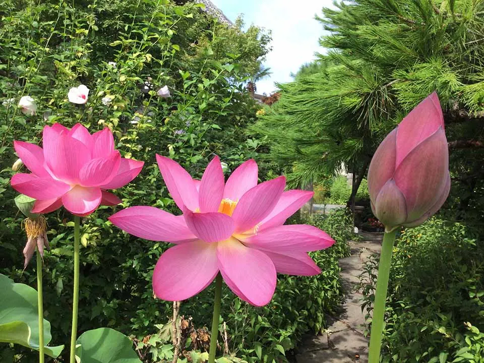 宝性寺　アーバン熊谷籠原樹木葬墓地