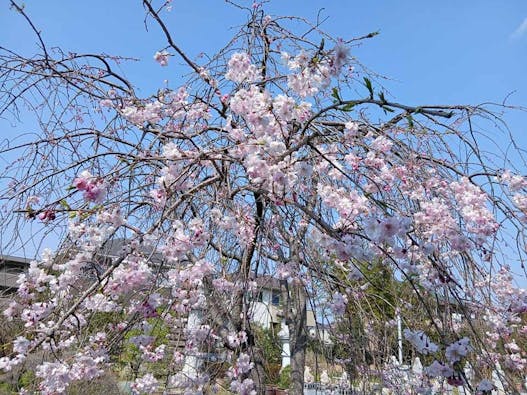 宝性寺　アーバン熊谷籠原樹木葬墓地