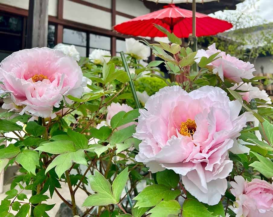 柏永代供養墓 吉祥院