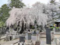 法蔵寺 樹木葬 墓地風景