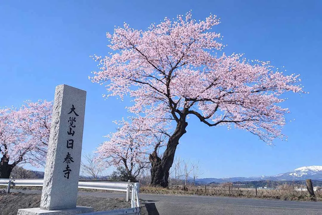 桜河原樹木葬