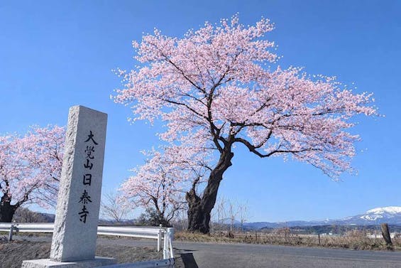 桜河原樹木葬