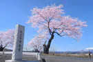 桜河原樹木葬