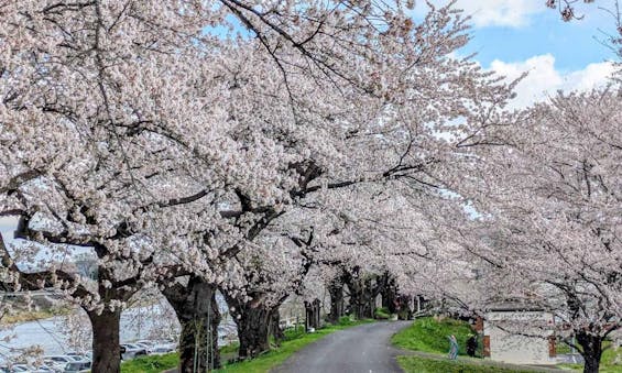 桜河原樹木葬