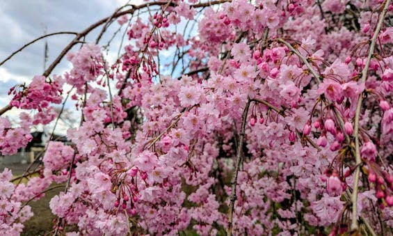 桜河原樹木葬