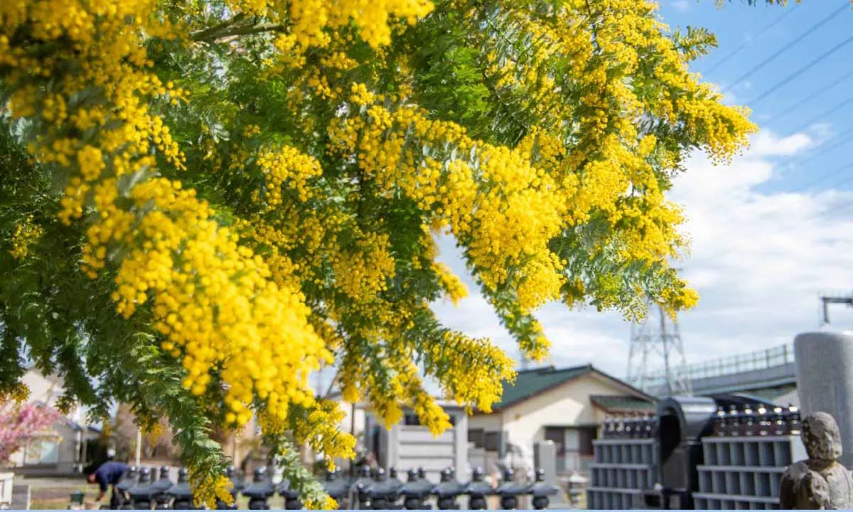 生往寺 永代供養墓・樹木葬 境内の様子