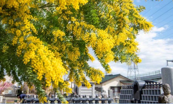 生往寺 永代供養墓・樹木葬