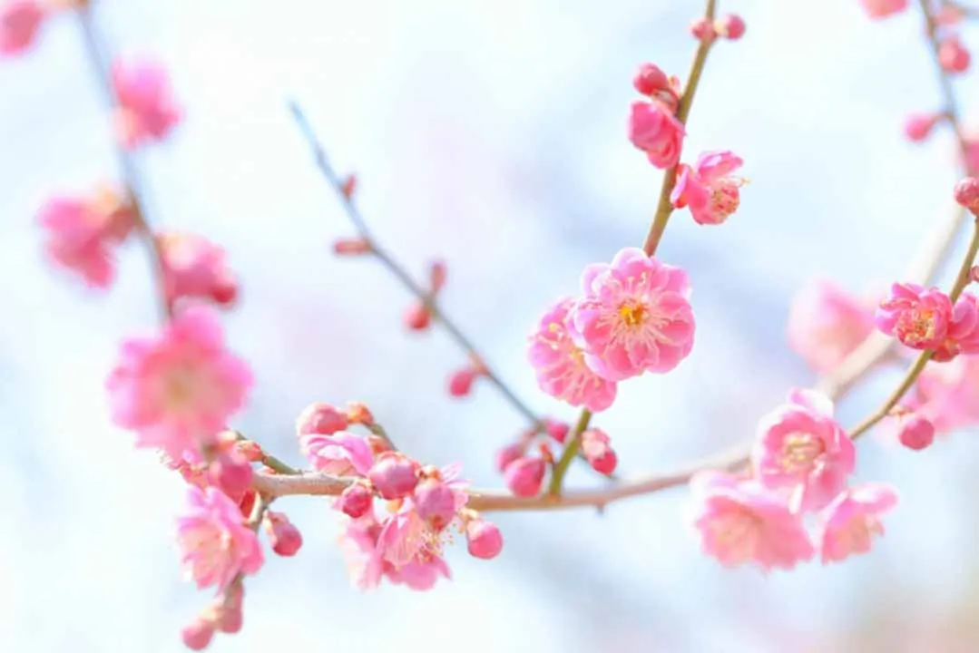 岐阜霊園 天澤院 梅