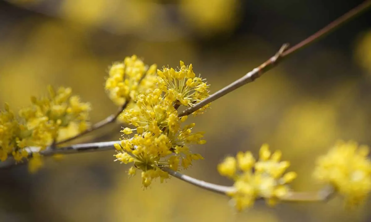 岐阜霊園 天澤院 山茱萸