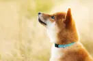 覚城院樹木葬 愛するペットも一緒に眠れる区画をご用意
