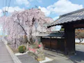 林鐘寺 永代供養付墓「いとざくら」 さいたま市指定天然記念物 いといざくらと山門
